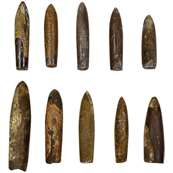 Homoyoyo 10Pcs Dinosaur Specimen Assorted Color Mineral Teaching Specimen Decorations