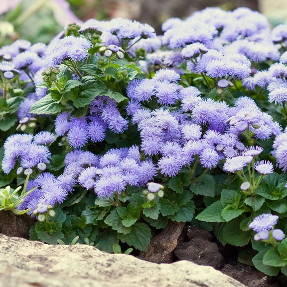 Eden Brothers Ageratum Seeds (Dwarf) - Blue Mink