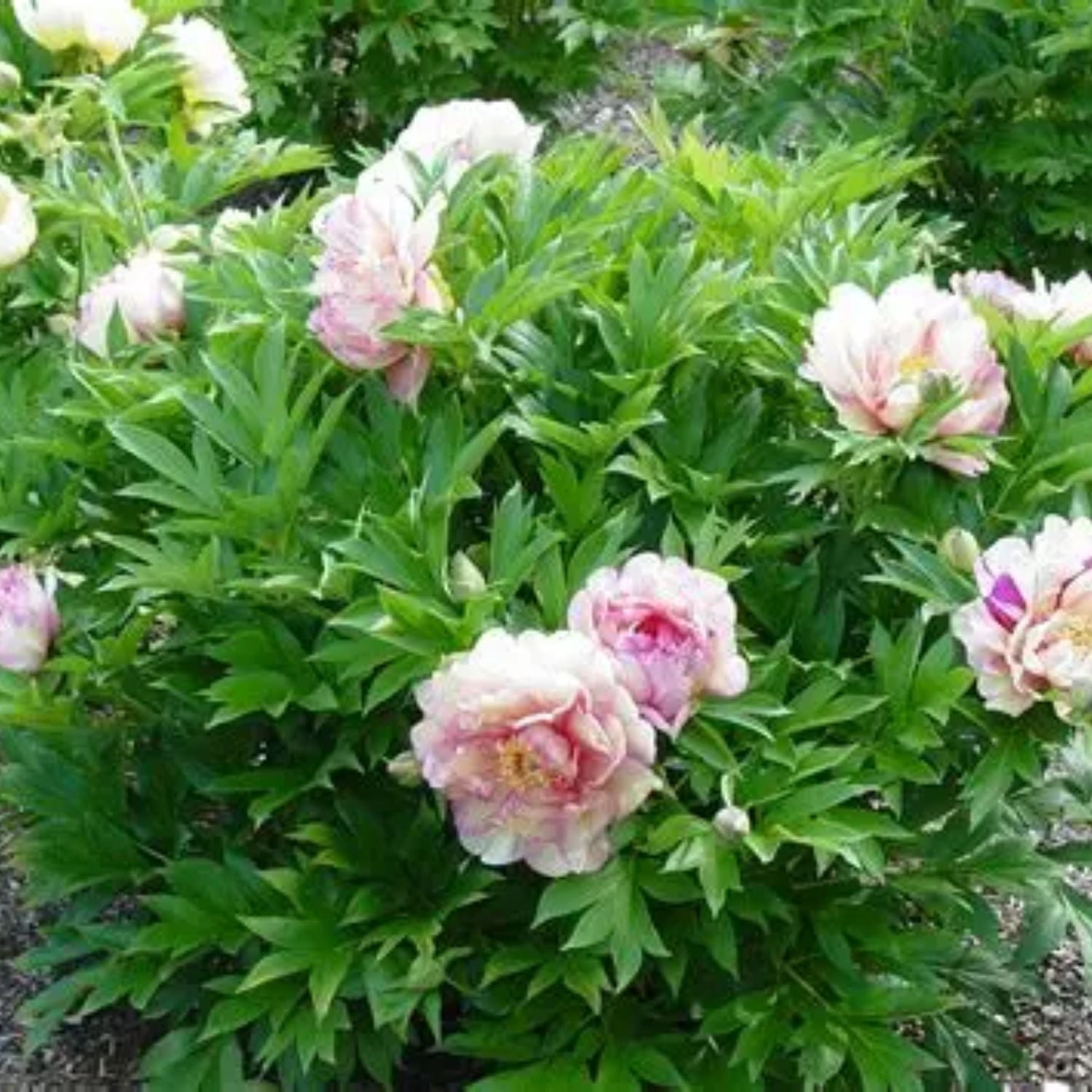 Expert Gardener 12-18" Peony Simply Scrumptious™ Live Tree in 1 gal. Grower Pot