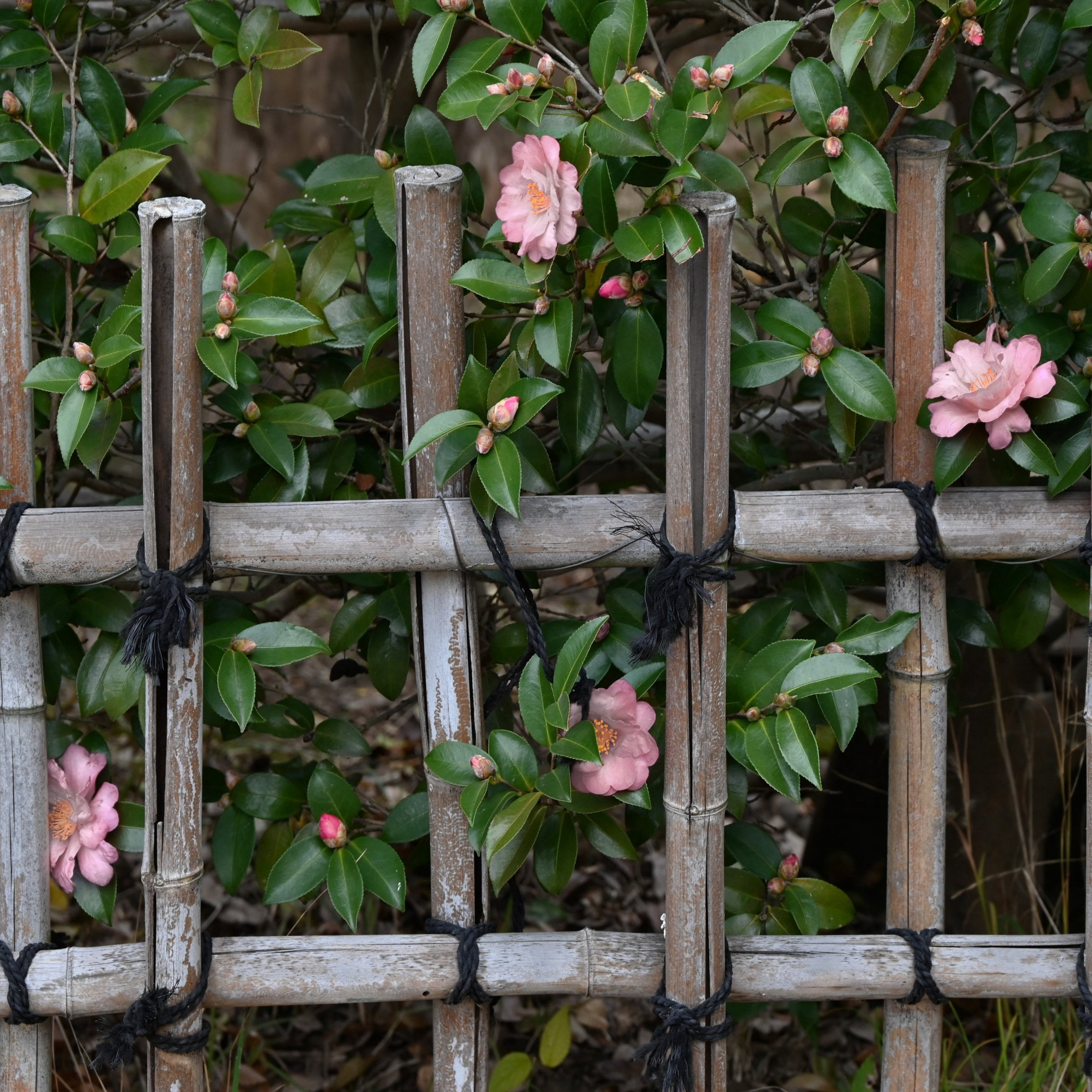 National Plant Network 1 gal. Camellia Japonica Moonlight Bay Shrub