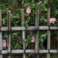 thumbnail image 6 of National Plant Network 1 gal. Camellia Japonica Moonlight Bay Shrub, 6 of 10
