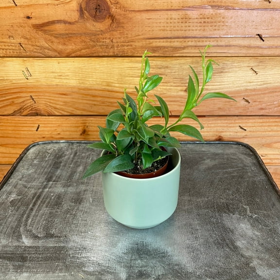 Aeschynanthus Lipstick Mini Variegated, 2" Plant, The Plant Farm