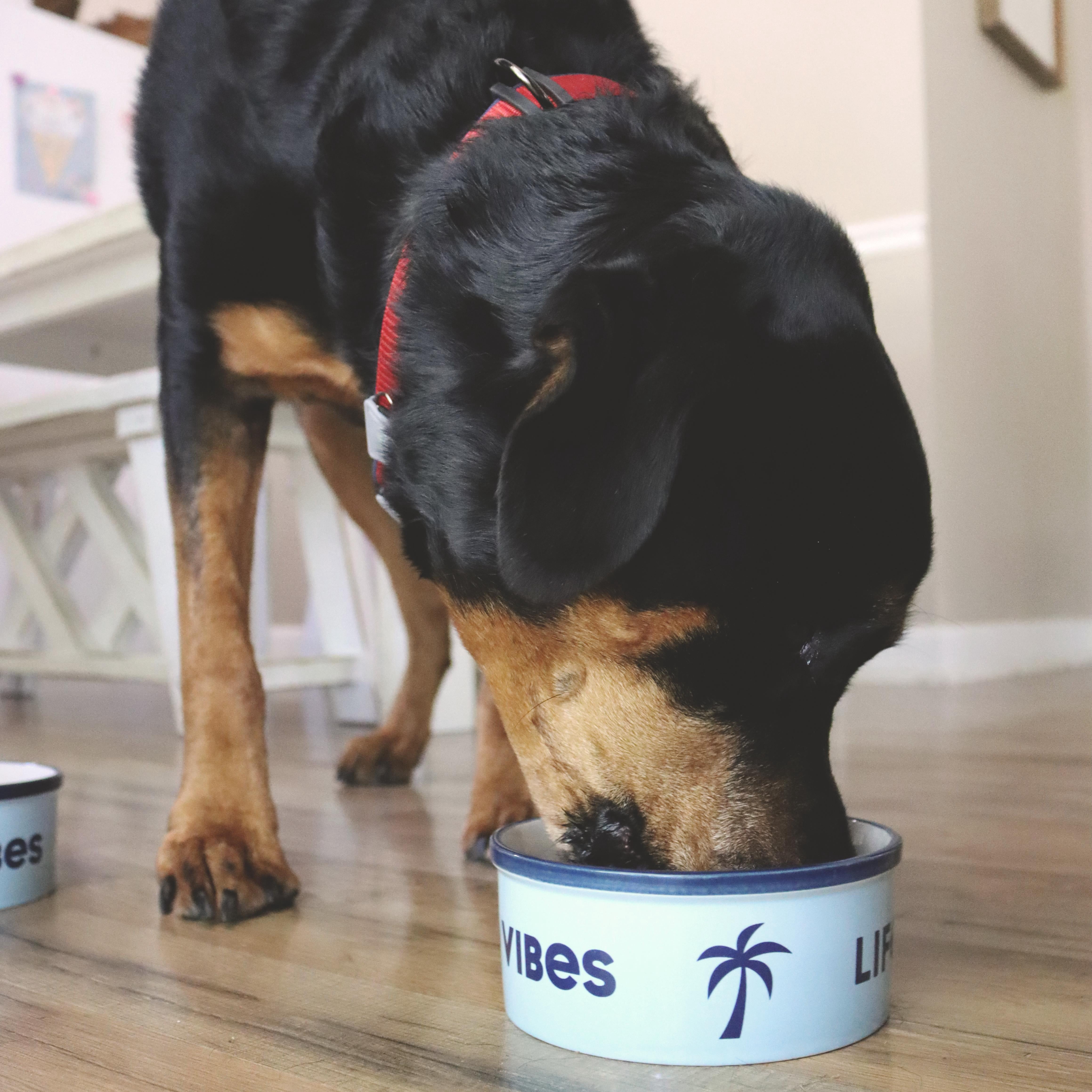 Life Is Good Ceramic Bowl for Pets, Light Blue, 29 oz