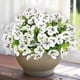 thumbnail image 1 of 12 Paquetes de Flores de Pensamiento Artificiales para Exterior, Flores Falsas Resistentes a los Rayos UV, Plantas Artificiales, Flores Falsas de Seda para Macetas de Exterior Hogar Jardín Oficina Pa, 1 of 8