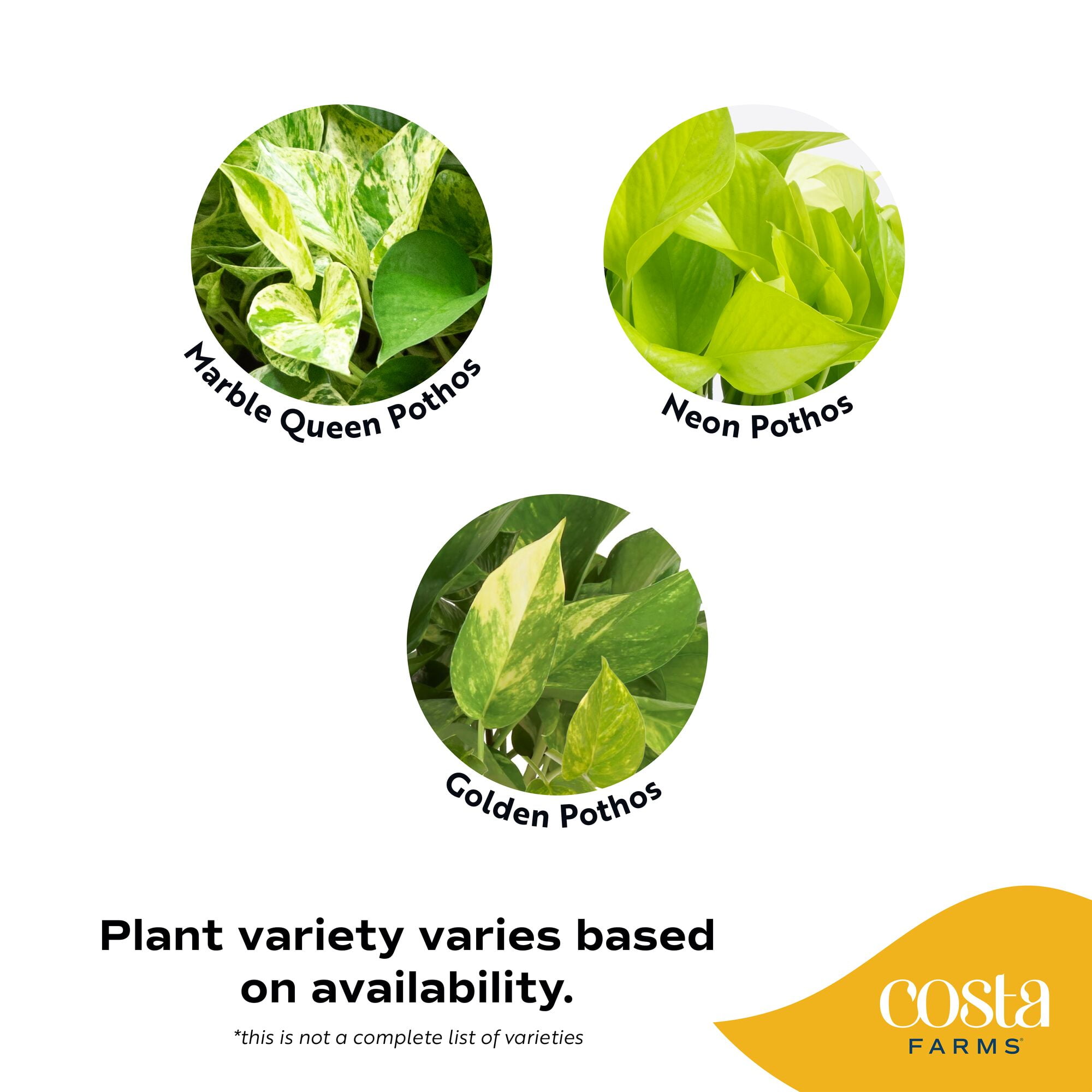 Costa Farms 12" Pothos Grower's Choice Live Plants in 5" Grower Pot (2 Count)
