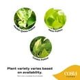 thumbnail image 3 of Costa Farms 12" Pothos Grower's Choice Live Plants in 5" Grower Pot (2 Count), 3 of 10