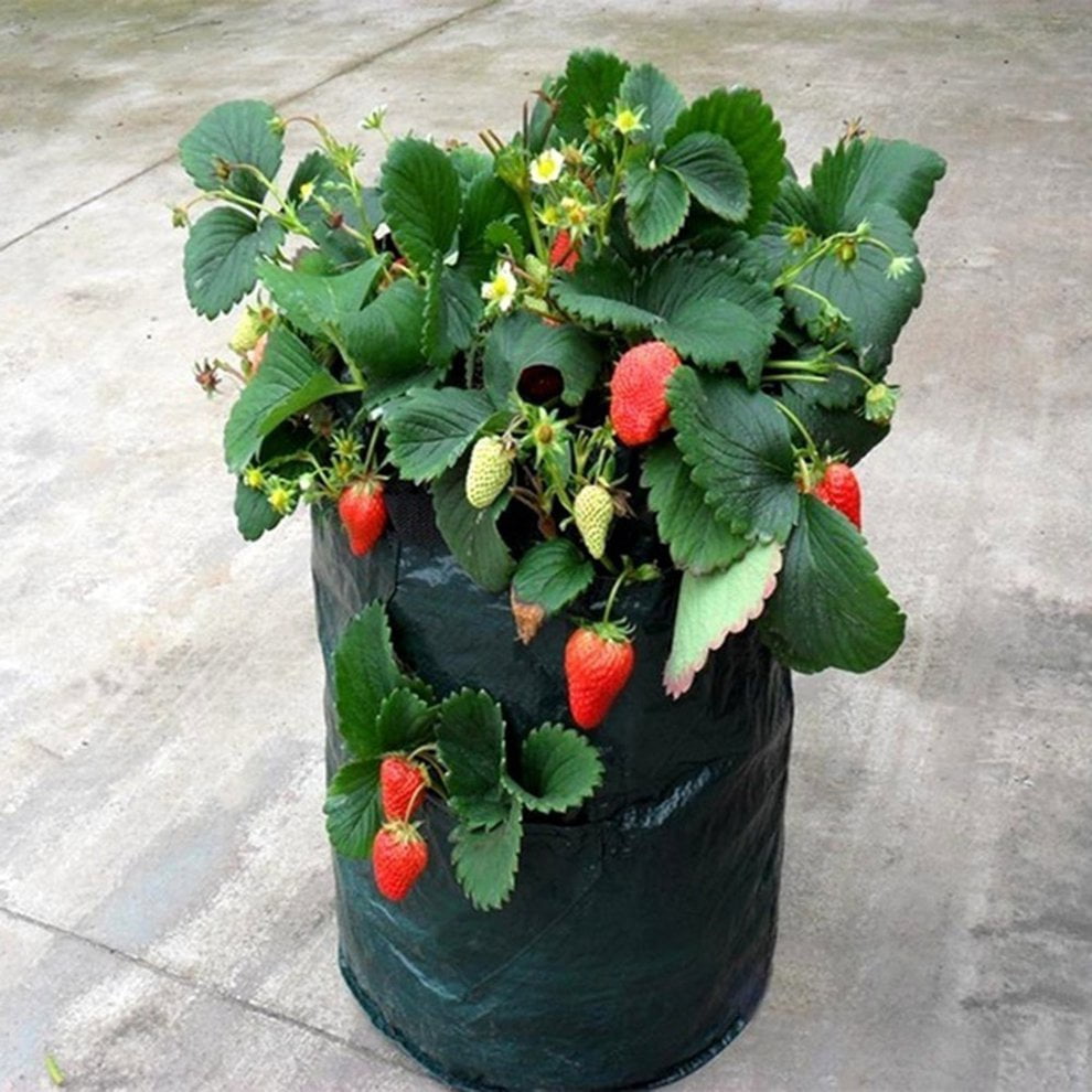 Better Life New Felt Strawberry Planting Bag Plant Bag Round EightHole