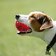 thumbnail image 4 of KAKOWELY Juguete interactivo para perros, pelota para perros, juguete dispensador de golosinas, juguete de adiestramiento para perros, 4 of 4