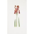 thumbnail image 3 of William Rickatson Dykes 10x14 Black Modern Framed Museum Art Print Titled - Iris Stolonifera (1913), 3 of 5