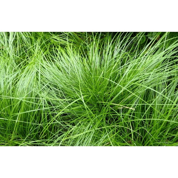 3 Carex Pensylvania Grass---Containers in 3.5 Inch Size!