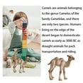 thumbnail image 4 of Modèles d'Animaux Modèles de Créatures Solides Jouet Éducatif Simulation en Plastique Jouets d'Animaux Sauvages, Type 2, 4 of 8