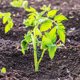thumbnail image 1 of IDEANATEGRATE 100Ud Clips Para Plantas De Jardín Clips Estables Para Y Enredaderas Color, 1 of 6