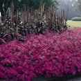 thumbnail image 2 of Outsidepride 30 Tidal Wave Spreading Petunia Flower Seed, 2 of 3