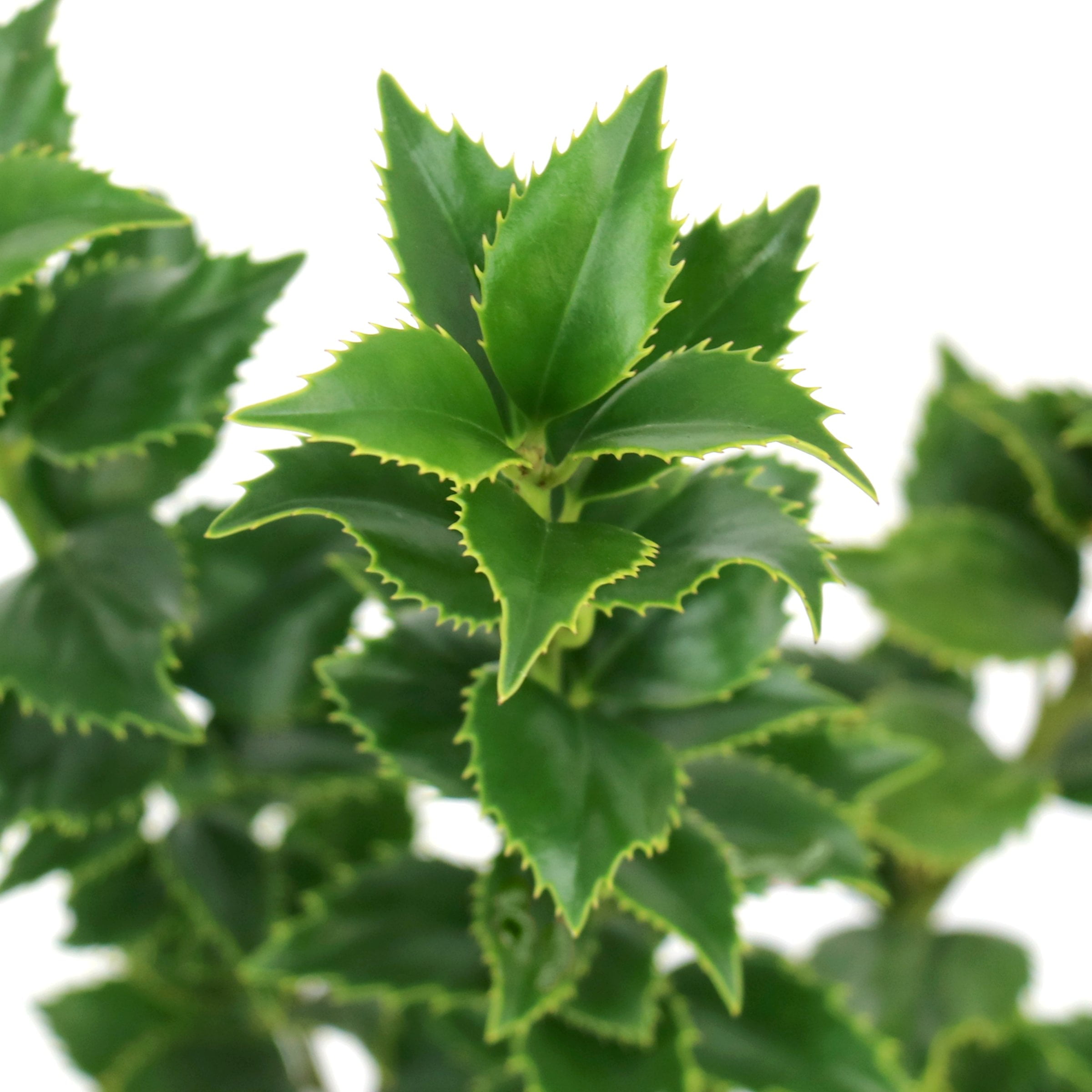 National Plant Network 3 gal. Ilex Miss Patricia Shrub