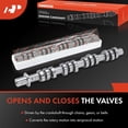 thumbnail image 2 of A-Premium Left and Right Engine Camshaft Compatible with Ford F-150, F-250 Super Duty, F-350 Super Duty, Explorer, Mustang, Expedition & Lincoln Navigator, Mark LT & Mercury Mountaineer, 2-PC Set, 2 of 8