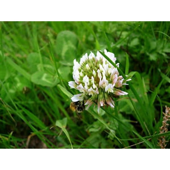 White Dutch Clover Seed Nitro Coated & Inoculated- 10 Lbs.