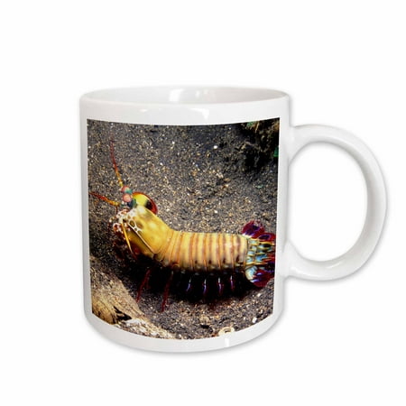 

Indonesia. Mantis shrimp crustacean-AS11 SWE0068 - Stuart Westmorland 15oz Mug mug-71337-2