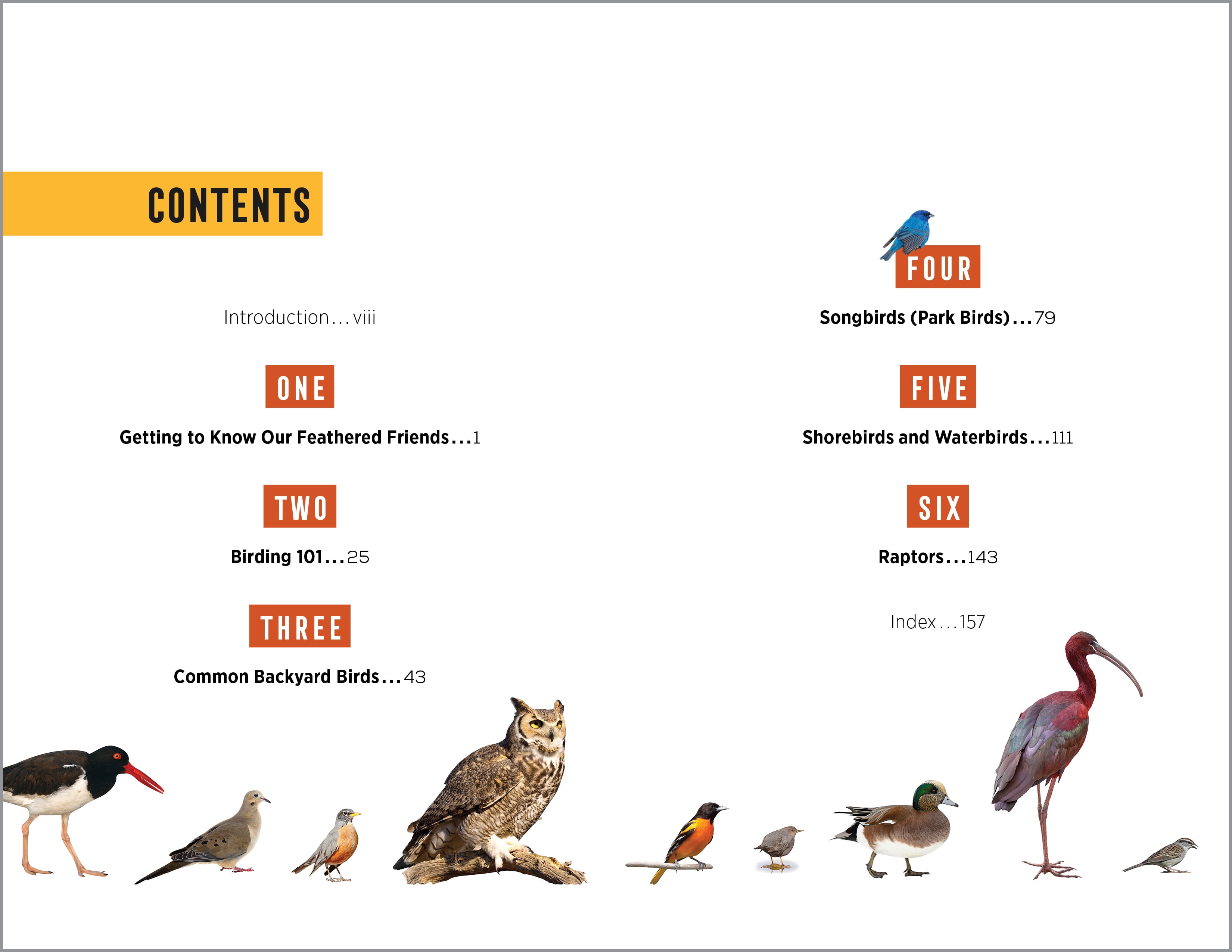 North American Bird Watching for Beginners (Spiral Bound)