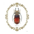 thumbnail image 2 of Wiens, James 15x18 Black Ornate Wood Framed with Double Matting Museum Art Print Titled - Adorning Coleoptera I, 2 of 4