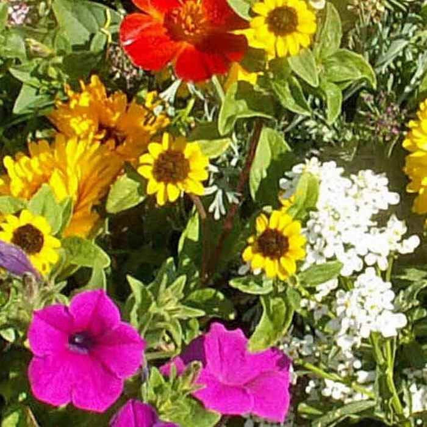 Wild Flower Seeds - Short Annual Wild Flower Seed Mix - 1 LB