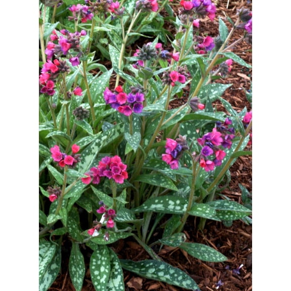 Raspberry Splash Lungwort Perennial - Pulmonaria - 3" Pot