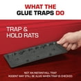 thumbnail image 5 of Tomcat Glue Traps Rat Size with Eugenol for Enhanced Stickiness, 2 Traps, 5 of 12