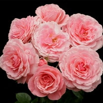 Heirloom Roses Pink Sexy Rexy Live Plant