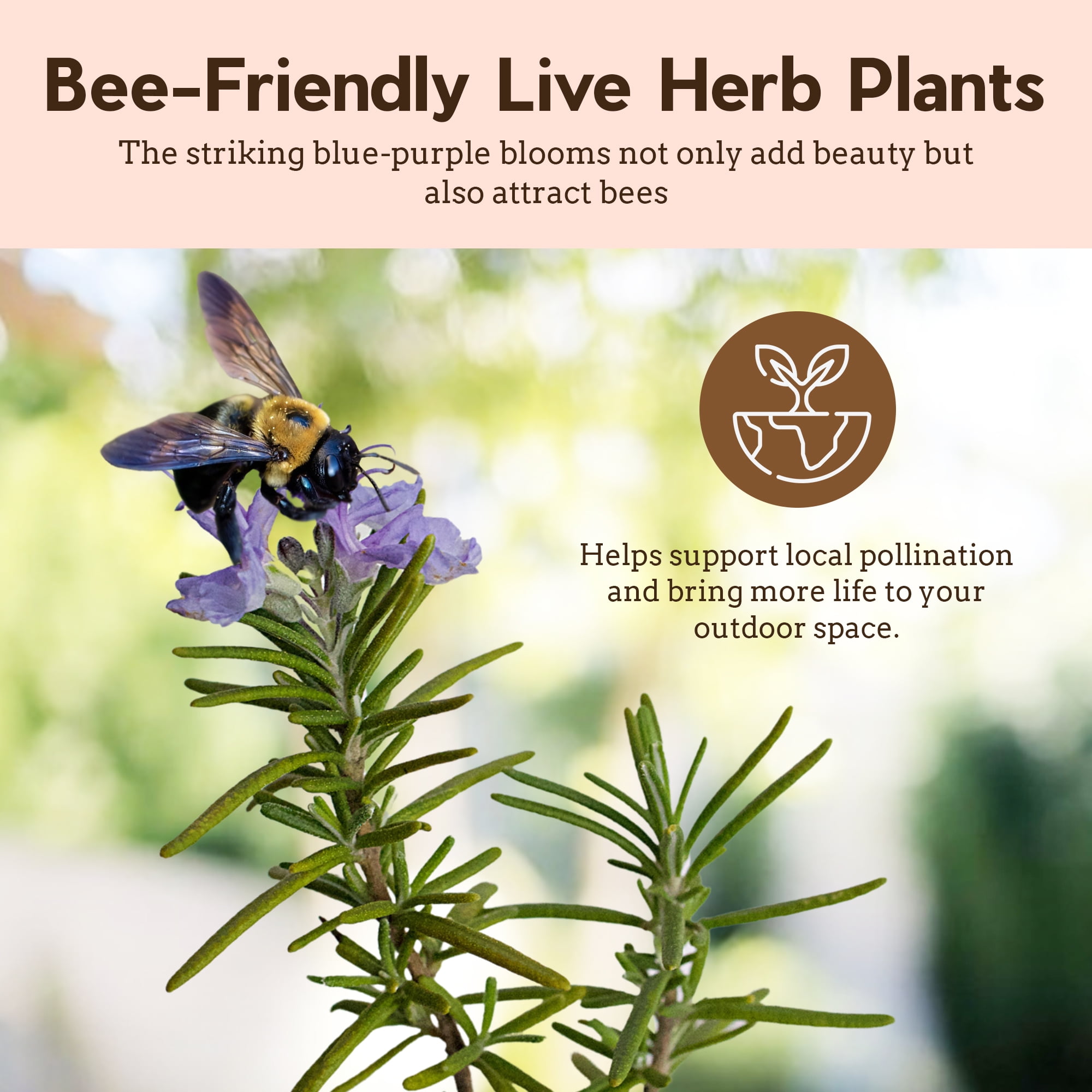 My Shelfie - Rosemary Plant Starter, Aromatic Rosemary Plants Live in 2-Inch Pot, Live Plants 2-3 Inch Tall, Blue-Purple Rosemary Herb Plants, Bee-Friendly, Green, 2-Pack
