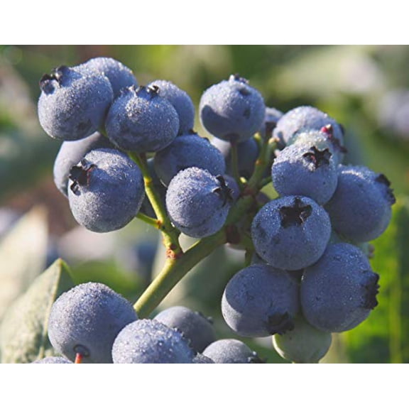 Blue Gold Blueberry