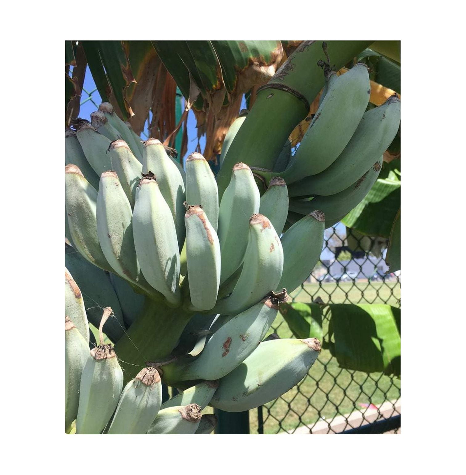 Ice Cream Banana Plant - Live Banana Tree"Ice Cream" Rare Banana Plant