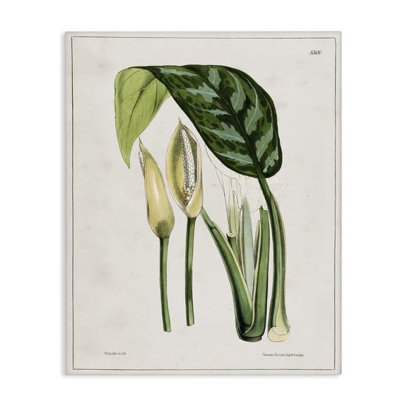 Stupell Industries Traditional Canvas Art, 16 x 20, by Tina Higgins Designs Inc.