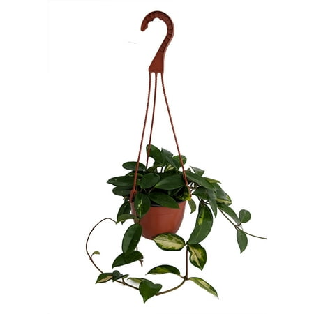 Plant Wax - Lemon & Cream Wax Plant - Hoya - Great House Plant - 6