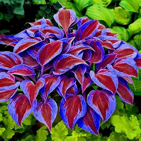 Garden Elegance Decor/ Hostas/rhizomes/ Plants For Planting/ Premium Garden Stakes Perfect for Garden/ Striking