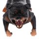 thumbnail image 2 of 2 uds simulación de animales salvajes modelo Rottweiler perro mascota figuras de acción chico juguete educativo hogar figuritas coleccionables decorac Sunnimix Juguete modelo animal, 2 of 8