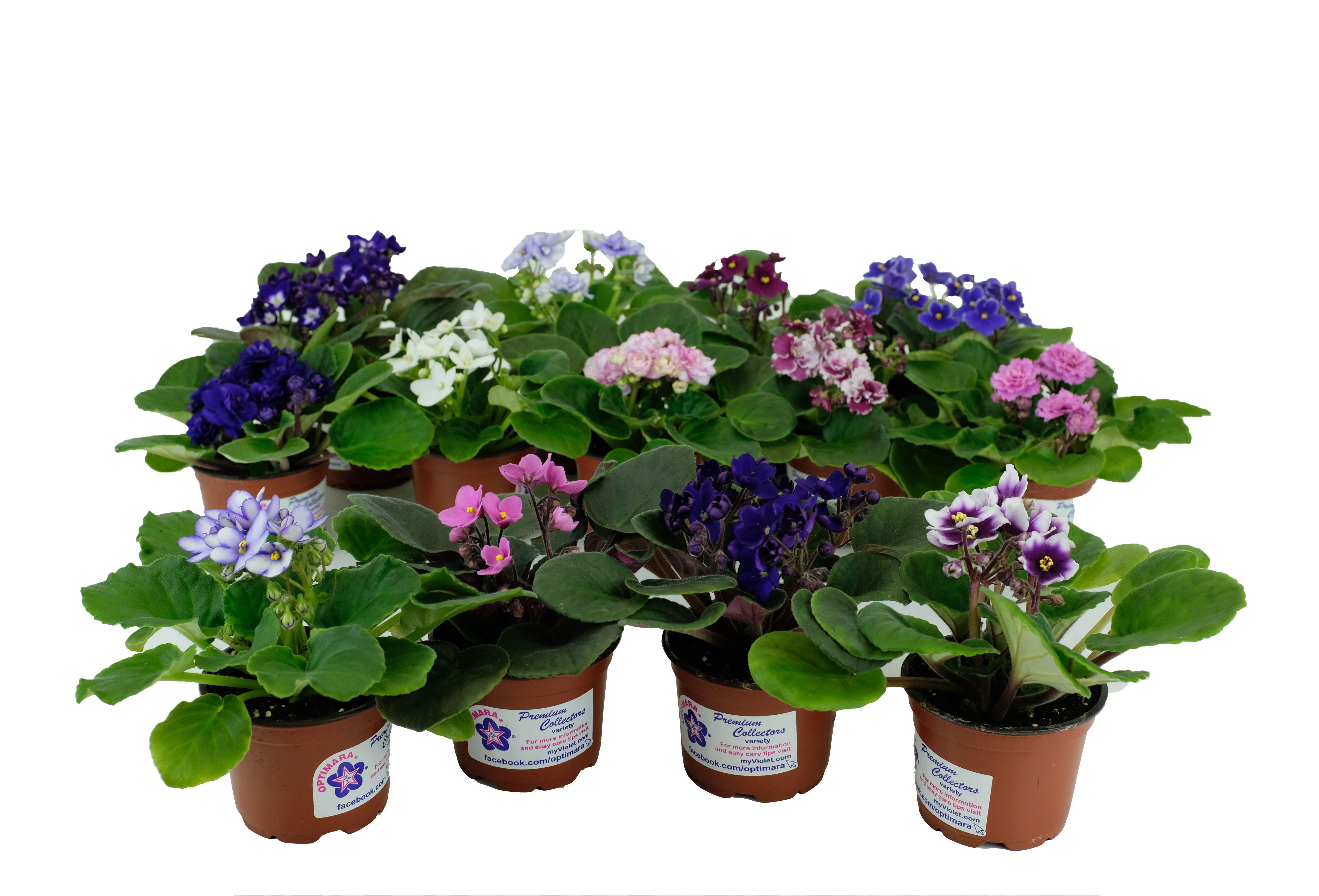 Optimara African Violet Variety Pack (4 Assorted Plants) (4" Pots