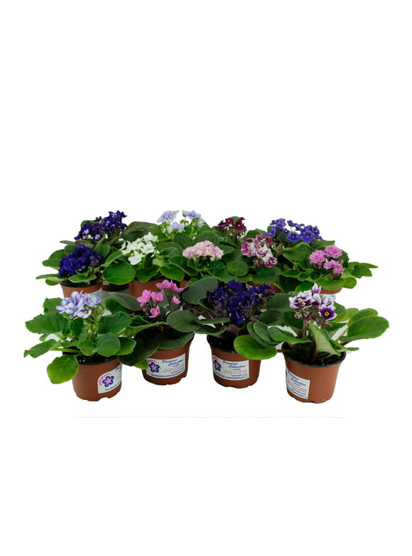 Optimara African Violet Variety Pack (4 Assorted Plants) (4" Pots)
