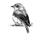 thumbnail image 2 of Pinto, Patricia 20x20 White Modern Wood Framed Museum Art Print Titled - Black And White Baby Bird II, 2 of 4
