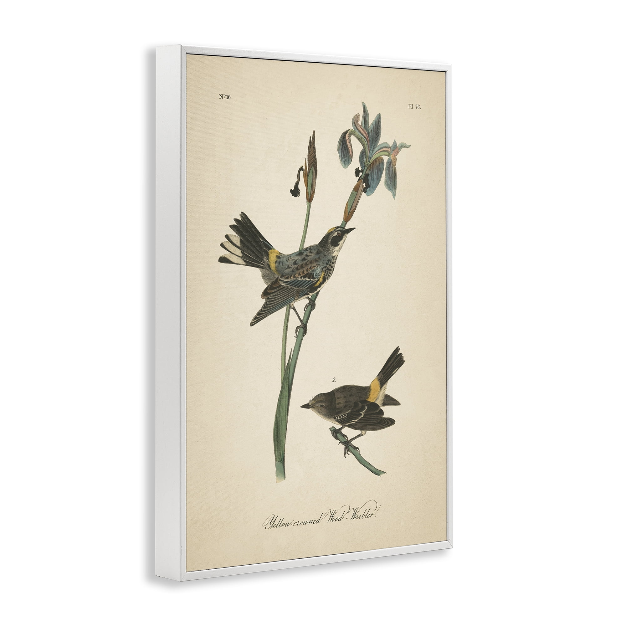 Stupell Industries Vintage Warbler Study Animals & Insects Painting White Framed Art Print Wall Art, 12 x 18
