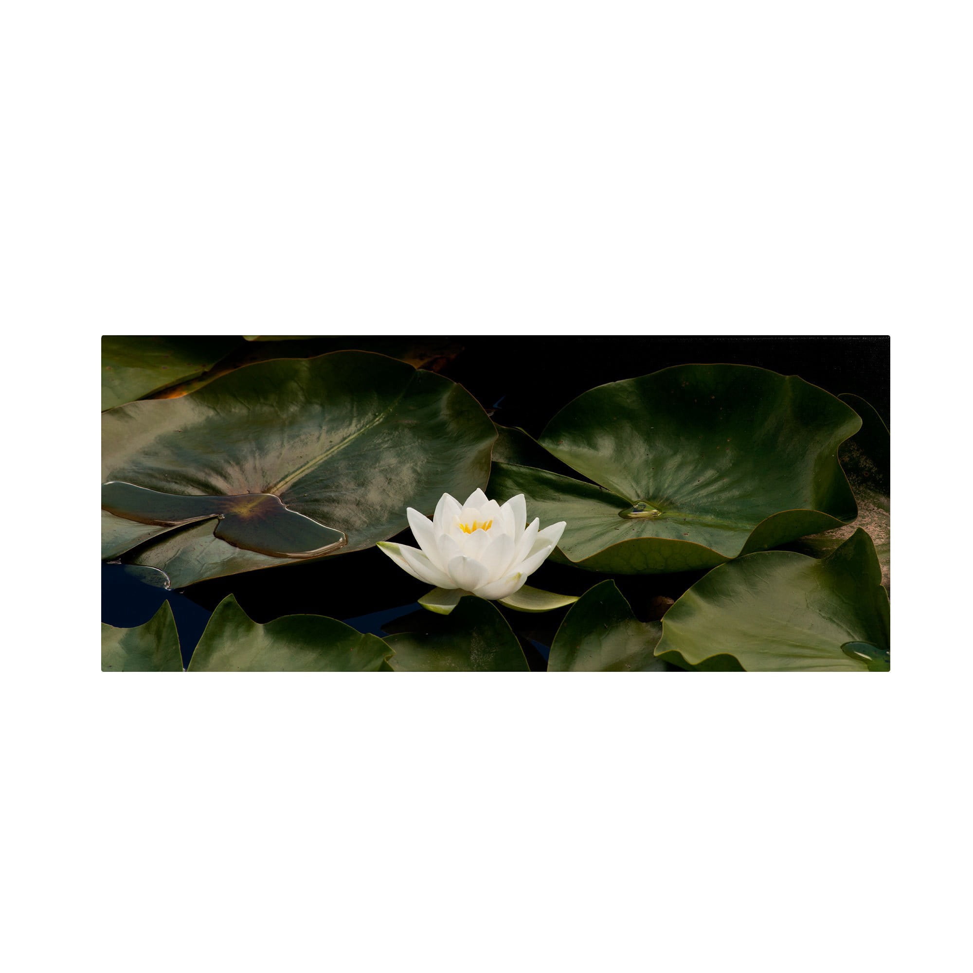 Trademark Fine Art "Zen Lily" Canvas Art by Kurt Shaffer