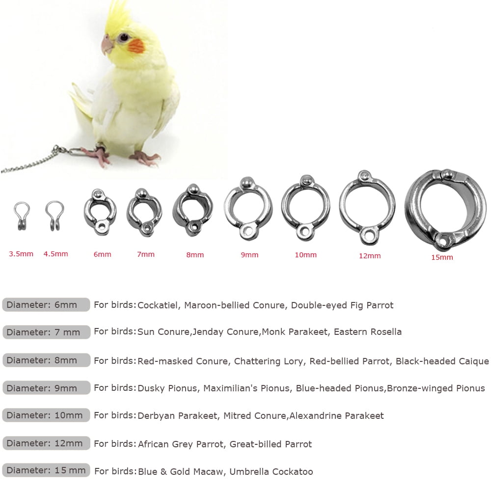 cockatiel accessories