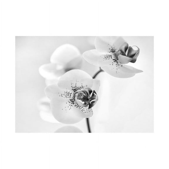 Orchid Flower Petal Blooms Black and White Floral Elegant Nature Photograph Unframed Art Print Poster Wall Decor 12x16 inch