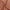 Terracotta, variant on Efavormart Dusty Blue Polyester Folding Round Chair Covers  Universal Stretch Chair Slipcovers Protector for Wedding, Banquet, and Party