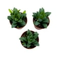 thumbnail image 2 of Haworthia African Emeralds, 2 inch Set of 3, Haworthia Retusa Tiny Mini Pixie Plants, 2 of 7