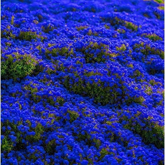 100 Seeds Blue Creeping Thyme Seeds for Planting, Perennial Ground Cover Seeds, Easy To Grow