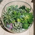thumbnail image 4 of Artificial Plants 22 Pcs, Bulk Fake Succulents Set with Aloe and Cactus, Unpotted for DIY Garden Arrangement and Centerpiece, 4 of 9