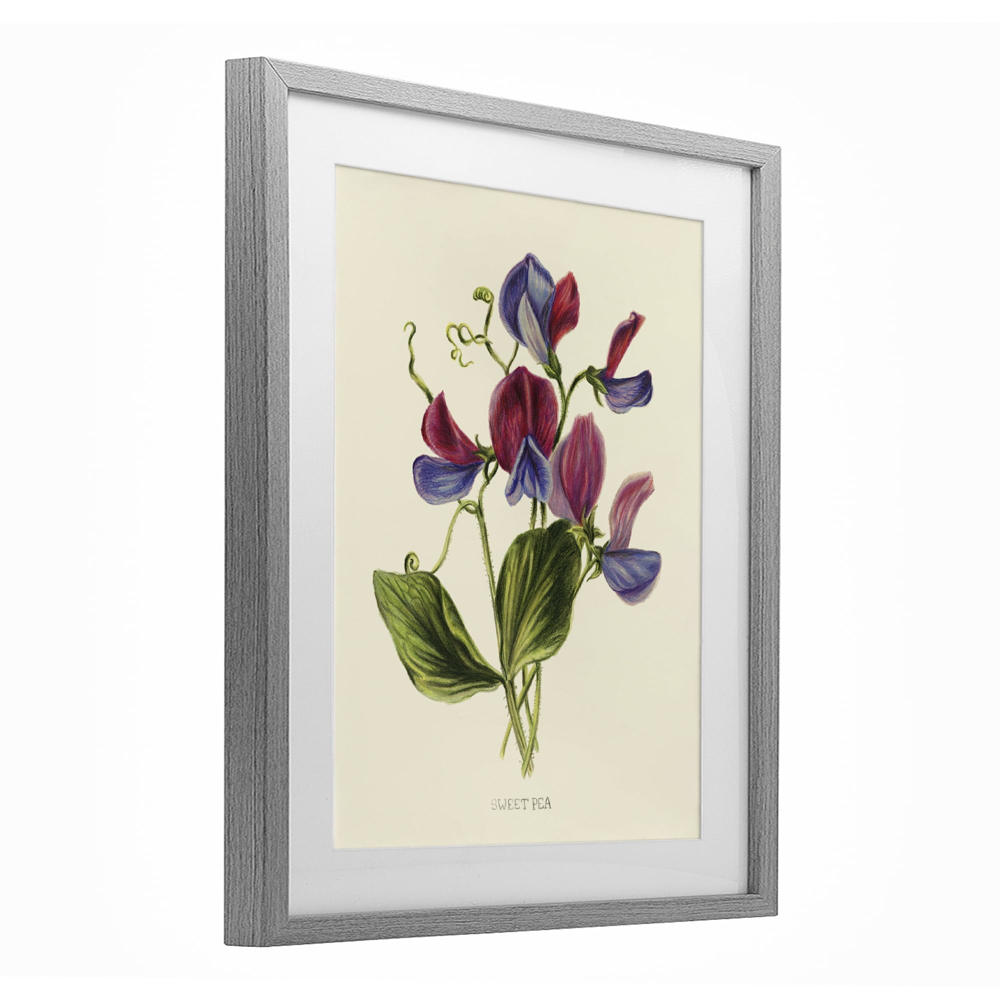 Stupell Industries Vintage Sweet Pea Blossoms Gray Framed Print Under Glass, design by Connie Resch