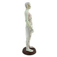 thumbnail image 4 of BELOVING 21.2inch Tall Model Accessory for Professionals Human Body Model Male, 4 of 9