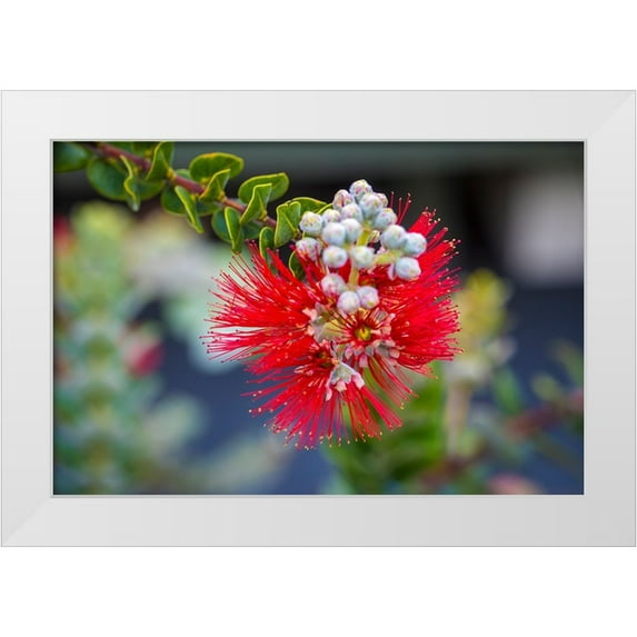 Peebles, Douglas 32x23 White Modern Wood Framed Museum Art Print Titled - Ohia-Lehua-Flower-Hawaii