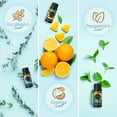 thumbnail image 2 of Set of 6 Premium Scented Fragrance Oil for Candle Making, Soap Making, Incense, Potpourri & Aroma Diffuser - Lemongrass, Peppermint, Orange, Lavender, Eucalyptus, Tea Tree Scents, 10ml Bottles, 2 of 6