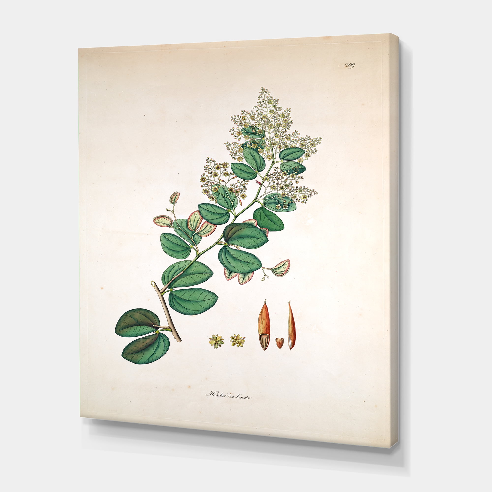 Designart ' Ancient Botanicals XIII ' Farmhouse Canvas Wall Art Print